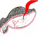 Cicada / Marco Casagrande (16) Croquis 3