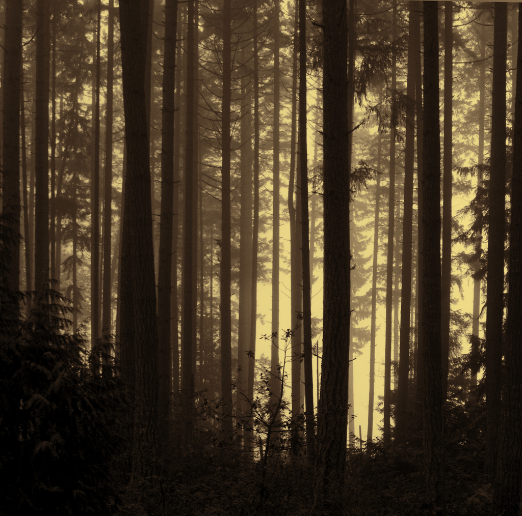© flickr ecstaticist © flickr ecstaticist