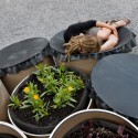 “Public Farm 1″