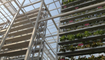 Vegetais cultivados em múltiplos níveis em uma fazenda vertical.  Imagem via Olivia Siong, Channel News Asia